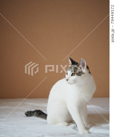 シンプルな猫 横を向いて座る シンプルな猫 横を向いて座る 79449572