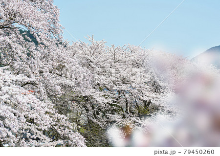 神奈川県 春の御殿場線 山北駅の桜の写真素材