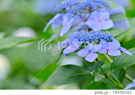 アジサイ アジサイ 79450283