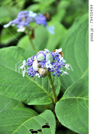 アジサイ科　タマアジサイ 79450494
