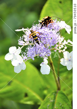 ヤマアジサイとヨツスジハナカミキリ 79450510