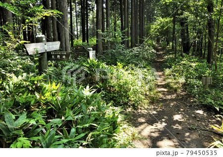 奥武蔵 丸山のハイキングコース 関東ふれあいの道 白石峠分岐 奥武蔵 丸山のハイキングコース 関東ふれあいの道 白石峠分岐 79450535