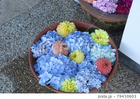 カラフルな紫陽花 79450603