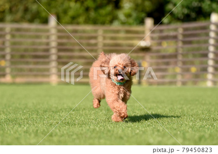 ドッグランで遊ぶトイプードル ドッグランで遊ぶトイプードル 79450823
