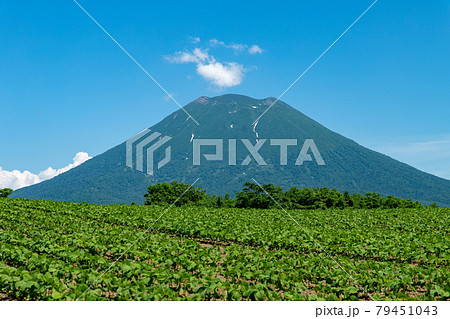 北海道　初夏の羊蹄山の風景 79451043