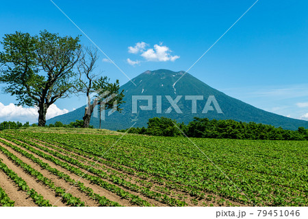 北海道　初夏の羊蹄山の風景 79451046