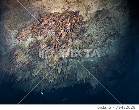 水中鍾乳洞(セノーテ)の石筍 (プラヤ・デル・カルメン、メキシコ) 水中鍾乳洞(セノーテ)の石筍 (プラヤ・デル・カルメン、メキシコ) 79452029