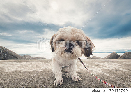 ほっとふっと105 雲仙市 わんこ ほっとふっと105 雲仙市 わんこ 79452799