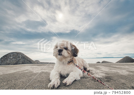 ほっとふっと105　雲仙市　わんこ 79452800