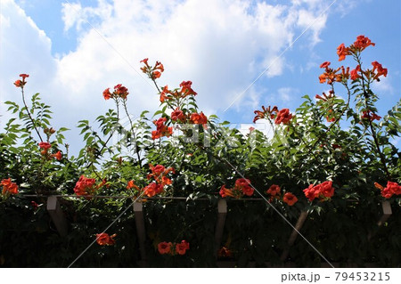 青空に映えるオレンジ色のノウゼンカズラ 青空に映えるオレンジ色のノウゼンカズラ 79453215