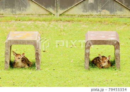 奈良の鹿 奈良の鹿 79453354