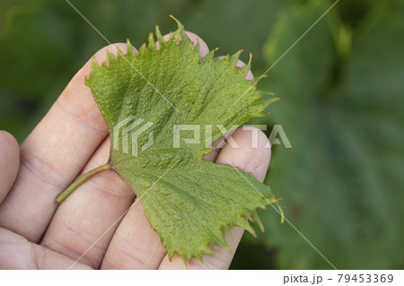 herbicidal burn on leaves of grapes. Damage to grape plants by herbicides growth regulators 79453369