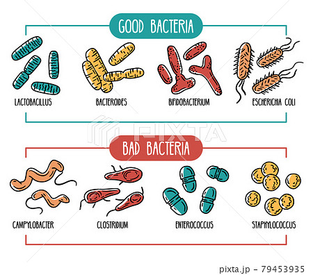 Vector infographics of the human gut microbiota 79453935