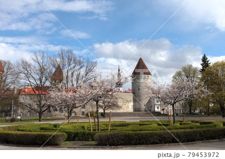 View of walls protecting Tallinn's old town and St. Olaf Church. tallinn defence wall at the spring postcard View of walls protecting Tallinn's old town and St. Olaf Church. tallinn defence wall at the spring postcard 79453972
