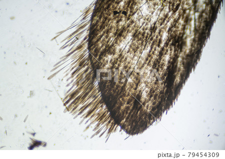 Ephestia elutella, wing of grain moth with scales macro close up under the light microscope, magnification of 40 times, microscope objective 4 Ephestia elutella, wing of grain moth with scales macro close up under the light microscope, magnification of 40 times, microscope objective 4 79454309