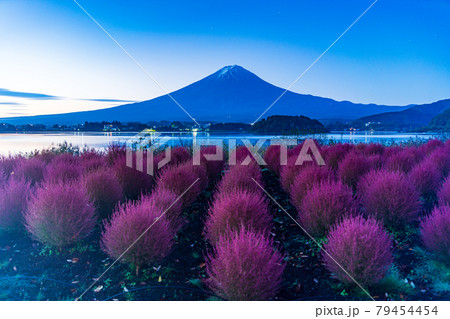 (山梨県)河口湖大石公園の夜明け コキアと富士山 (山梨県)河口湖大石公園の夜明け コキアと富士山 79454454