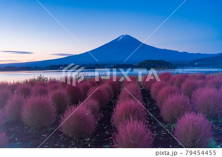 (山梨県)河口湖大石公園の夜明け コキアと富士山 (山梨県)河口湖大石公園の夜明け コキアと富士山 79454455