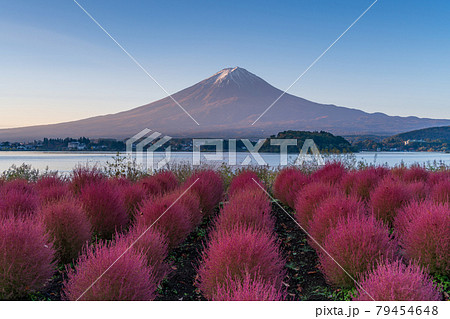 山梨県 河口湖大石公園の夜明け 紅葉したコキアと富士山の写真素材