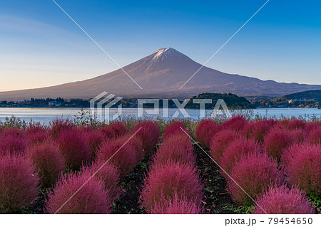 （山梨県）河口湖大石公園の夜明け　紅葉したコキアと富士山 79454650