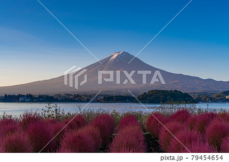 山梨県 河口湖大石公園の夜明け 紅葉したコキアと富士山の写真素材
