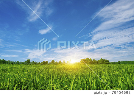 Sugarcane farming at sunset Sugarcane is a grass in the Poaceae family, sweet and rural sugarcane for the food industry. 79454692