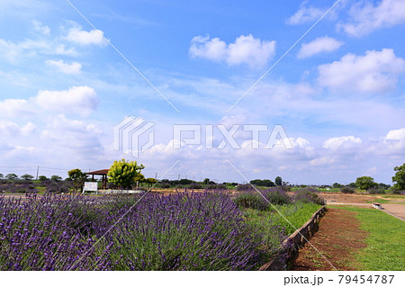 満開のラベンダー畑 埼玉県久喜市菖蒲町 菖蒲総合支所の写真素材