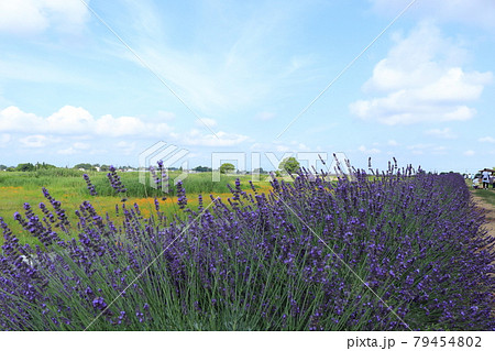 埼玉県久喜市菖蒲町のラベンダー堤と田園風景の写真素材