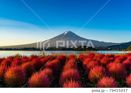 (山梨県)河口湖大石公園 朝の光を浴びて、赤く光るコキアと富士山 (山梨県)河口湖大石公園 朝の光を浴びて、赤く光るコキアと富士山 79455037