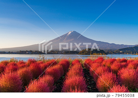 (山梨県)河口湖大石公園 朝の光を浴びて、赤く光るコキアと富士山 (山梨県)河口湖大石公園 朝の光を浴びて、赤く光るコキアと富士山 79455038