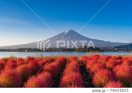 山梨県 河口湖大石公園 朝の光を浴びて 赤く光るコキアと富士山の写真素材