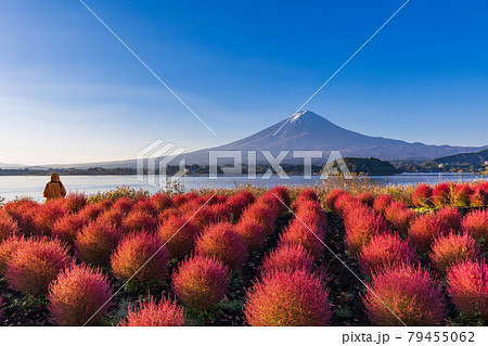 山梨県 河口湖大石公園 朝の光を浴びて 赤く光るコキアと富士山の写真素材