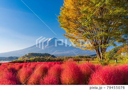 山梨県 河口湖大石公園 朝の光を浴びて 赤く光るコキアと富士山の写真素材