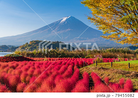 (山梨県)河口湖大石公園 朝の光を浴びて、赤く光るコキアと富士山 (山梨県)河口湖大石公園 朝の光を浴びて、赤く光るコキアと富士山 79455082