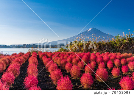 (山梨県)河口湖大石公園 朝の光を浴びて、赤く光るコキアと富士山 (山梨県)河口湖大石公園 朝の光を浴びて、赤く光るコキアと富士山 79455093