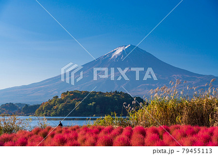 山梨県 河口湖大石公園 朝の光を浴びて 赤く光るコキアと富士山の写真素材
