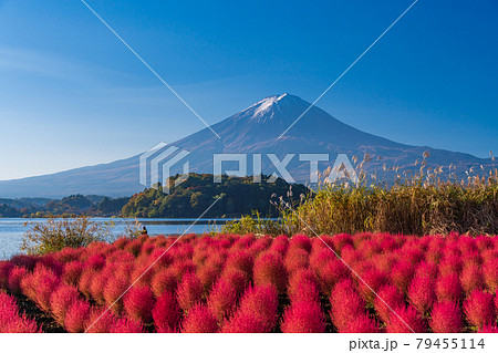 山梨県 河口湖大石公園 朝の光を浴びて 赤く光るコキアと富士山の写真素材