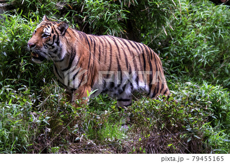 多摩動物公園 アムールトラ 79455165