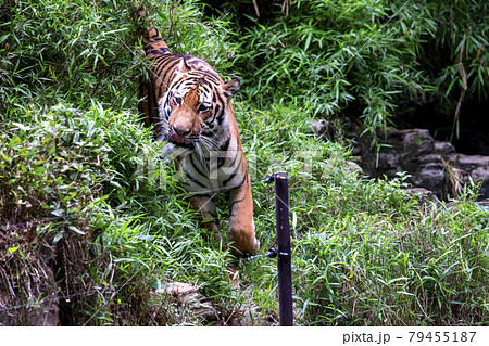 多摩動物公園 アムールトラ 79455187