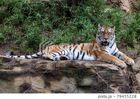 多摩動物公園 アムールトラ 多摩動物公園 アムールトラ 79455228