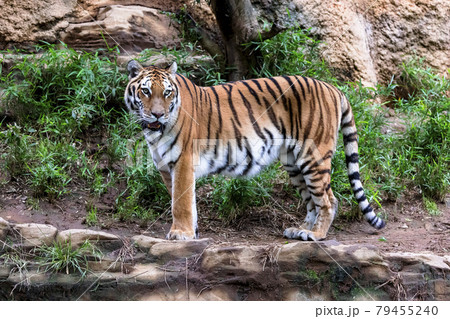 多摩動物公園 アムールトラ 79455240