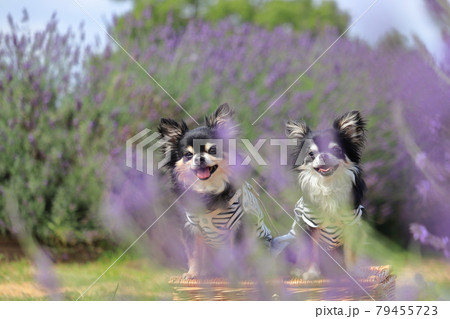 2匹のチワワと満開のラベンダー　犬　 79455723
