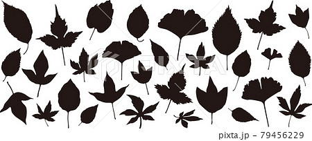 30種類の落ち葉のシルエットイラストセット 30種類の落ち葉のシルエットイラストセット 79456229
