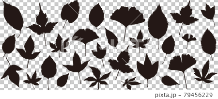 30種類の落ち葉のシルエットイラストセット 30種類の落ち葉のシルエットイラストセット 79456229