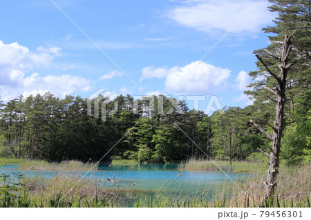 弁天沼に浮かぶ朽木 79456301