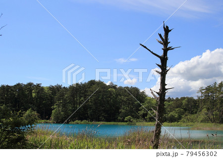 弁天沼に浮かぶ朽木 79456302