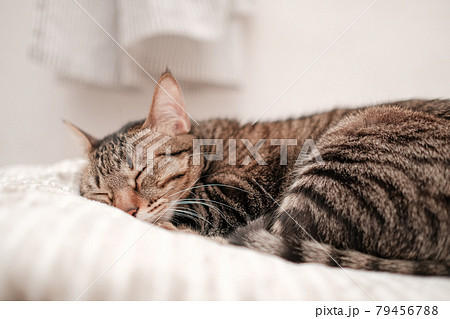 猫 ねこ ネコ 79456788