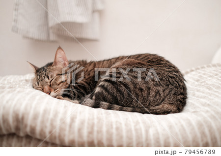 猫 ねこ ネコ 79456789