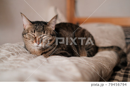 猫 ねこ ネコ 79456794