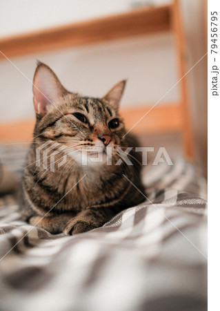 猫 ねこ ネコ 79456795