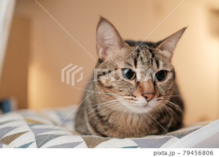 猫 ねこ ネコ 79456806